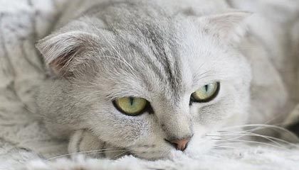 抓住貂蝉的两只大球球主题曲，抓住貂蝉的两只大球球主题曲原唱